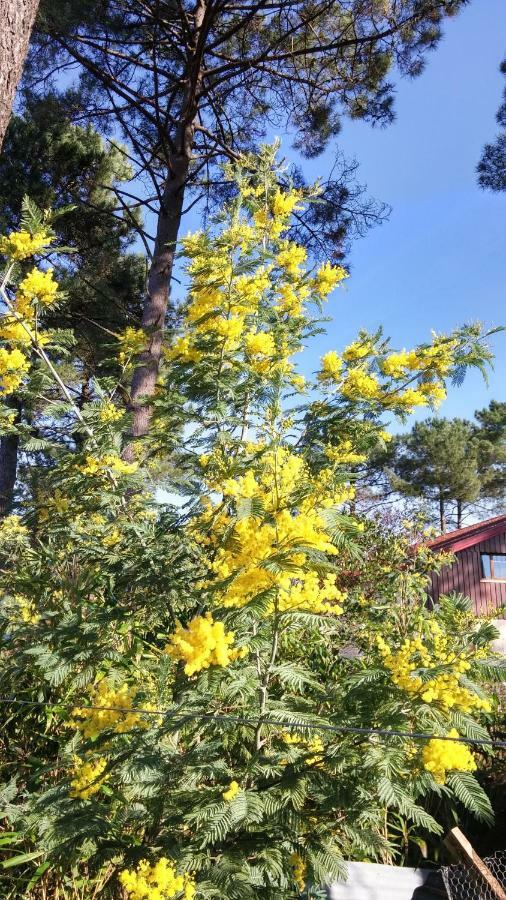 Le Relais De La Praya Bed & Breakfast Lège-Cap-Ferret Eksteriør bilde